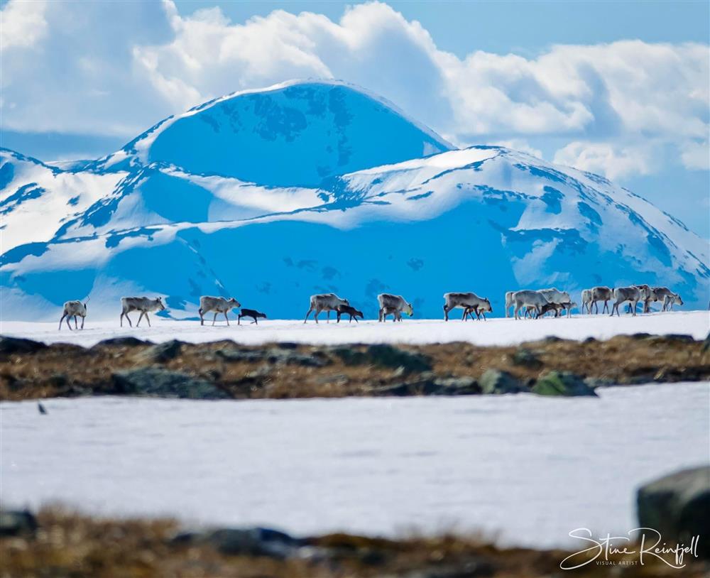 Reinsdyr i vinterfjellet - Klikk for stort bilde